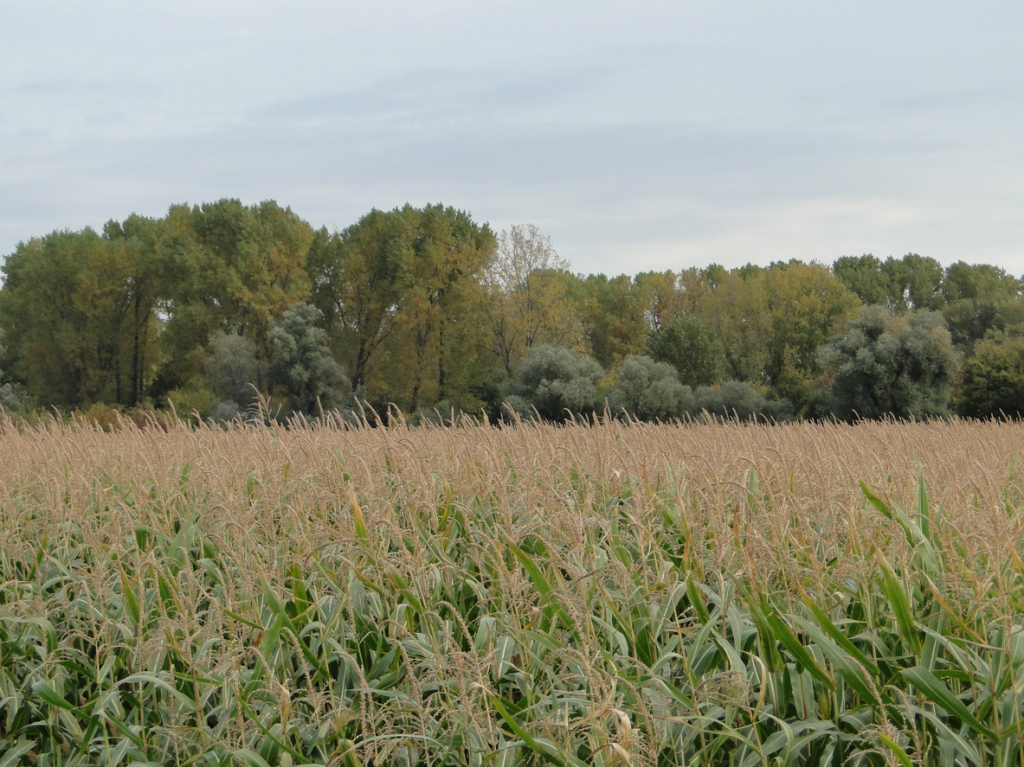 Der Mais kennt keine Gnade, im Hintergrund: Auenland