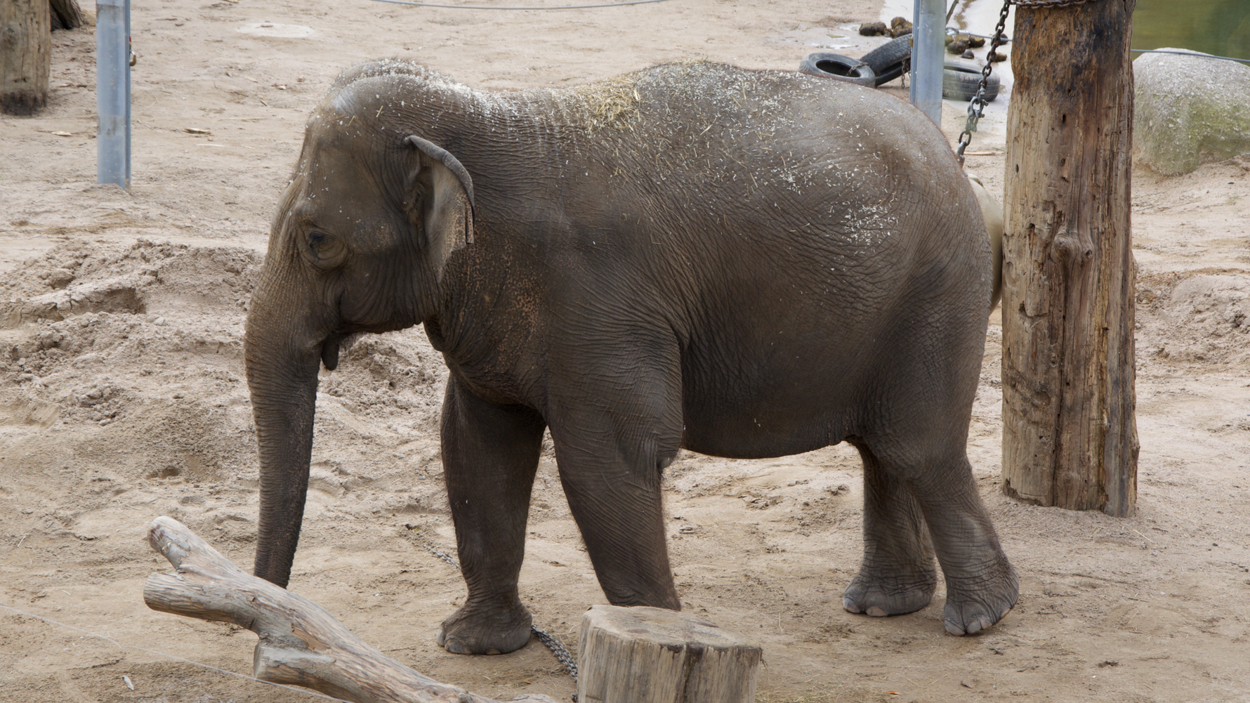 Abgerichteter Elefant bei der Arbeit im Zoologischen Garten Karlsruhe